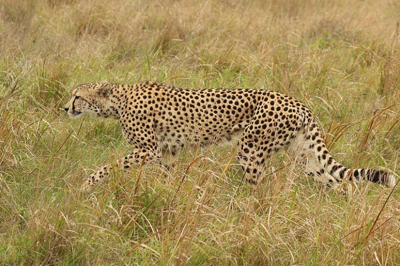 Perbedaan Cheetah Asia dan Afrika