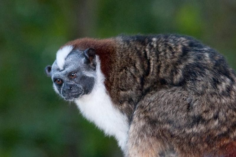 6 Fakta Menarik Geoffroy’s Tamarin, Rambut Mohawk yang Membuatnya Beda!