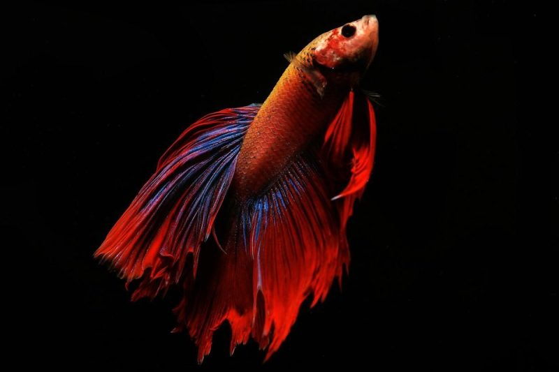 6 Fakta Menarik Otak Ikan Cupang yang Jarang Diketahui